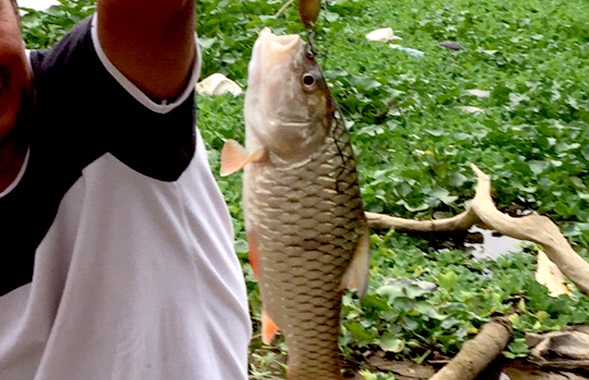 Jenis Ikan Target dalam Memancing
