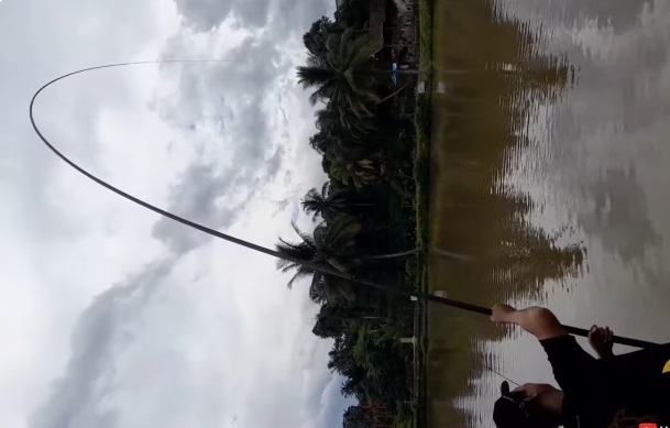 Tegek Panjang Ekstrem